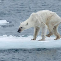 Los osos polares de Svalbard están desapareciendo, ¿el cambio climático o el hambre?