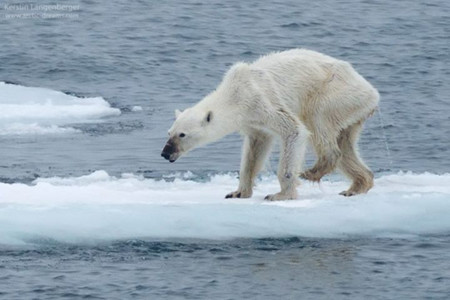 Los osos polares de Svalbard están desapareciendo, ¿el cambio climático o el hambre?