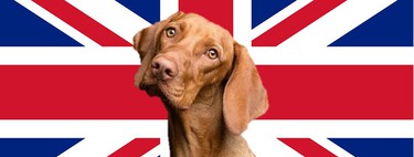 100 nombres de perro en inglés para machos y hembras con mucha personality