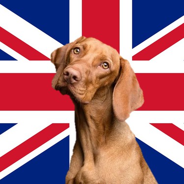 100 nombres de perro en inglés para machos y hembras con mucha personality