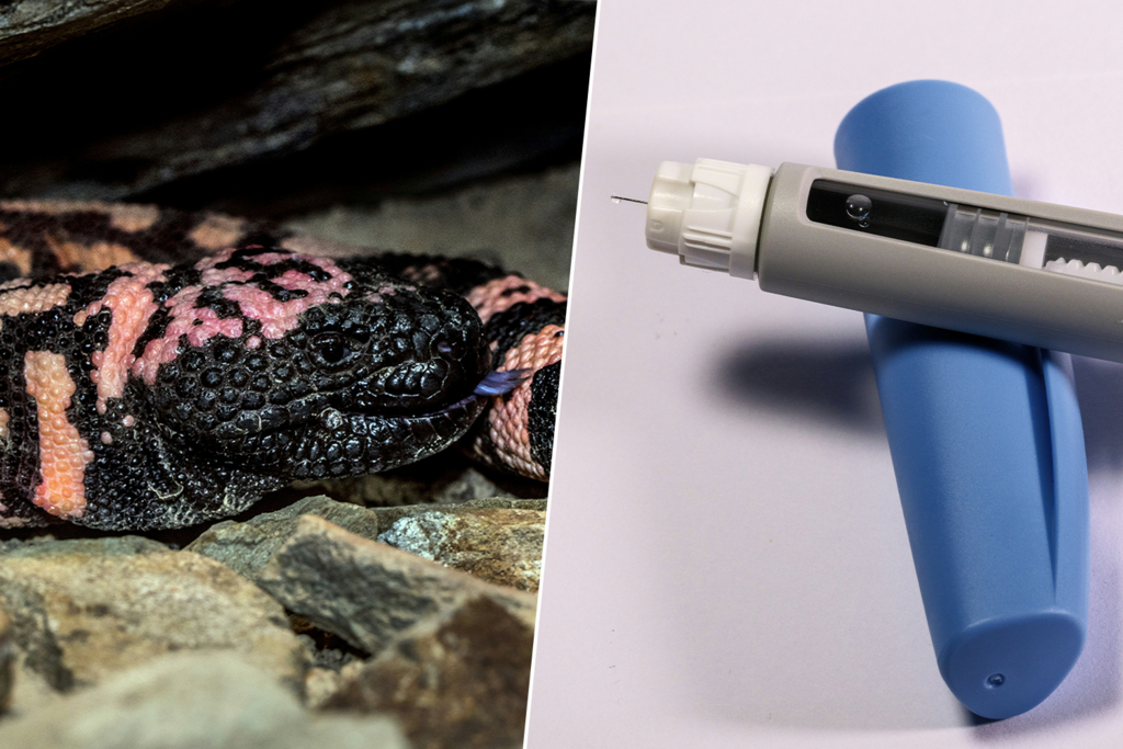 Cuando las grandes farmacéuticas quisieron inventar Ozempic, se fijaron en algo: un lagarto que digiere durante meses 