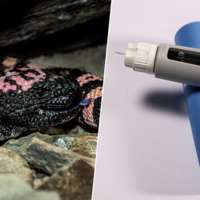 Cuando las grandes farmacéuticas quisieron inventar Ozempic, se fijaron en algo: un lagarto que digiere durante meses 