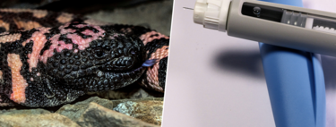 Ozempic, Wegovy y Mounjaro: todos tienen algo en común, y no es un laboratorio, es un lagarto