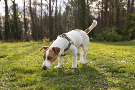dejar que los perros huelan todo durante el paseo es una forma controlada de mejorar su equilibrio emocional