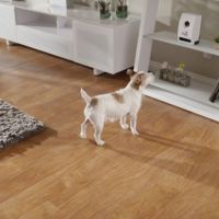 Con esta cámara-dispensador podrás ver y dar golosinas a tu mascota a distancia 