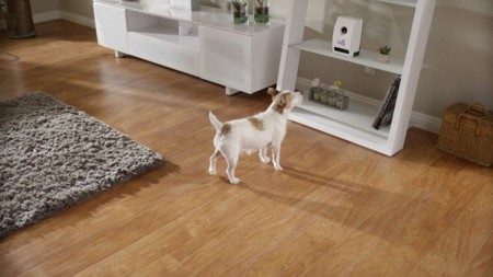 Con esta cámara-dispensador podrás ver y dar golosinas a tu mascota a distancia