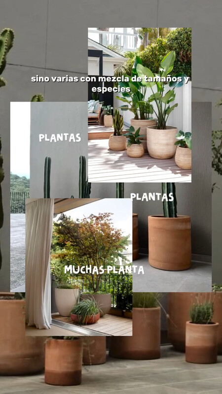 plantas