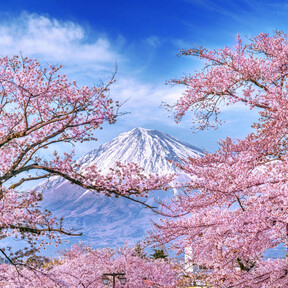 Al turista, ni flores: esta ciudad de Japón cancela su festival de floración del cerezo para "proteger la dignidad de sus ciudadanos" 