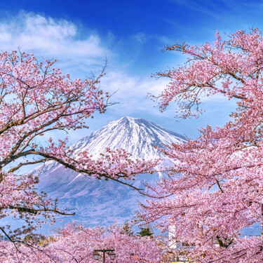 Al turista, ni flores: esta ciudad de Japón cancela su festival de floración del cerezo para "proteger la dignidad de sus ciudadanos" 