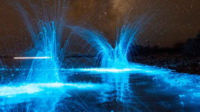 Las mareas rojas en Australia son azules gracias a la bioluminiscencia