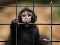 A 30.000 pies de altura: Air France suspende el transporte de primates para experimentación 