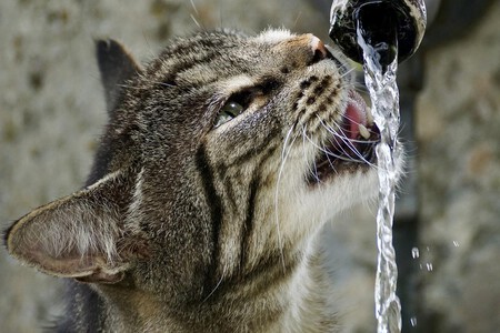 Gato TikTok nadando en la piscina - Mi gato tiene pánico