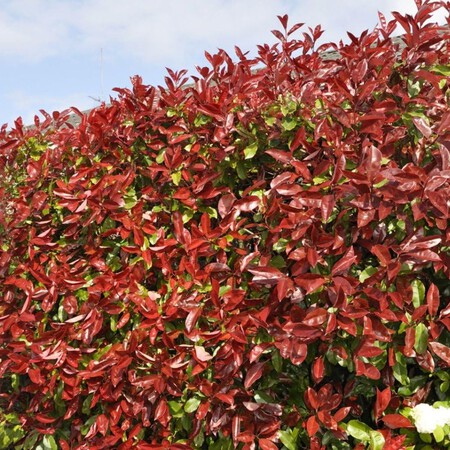 Photinia