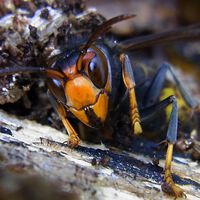 Ya no hay forma de escapar del avispón asiático en España