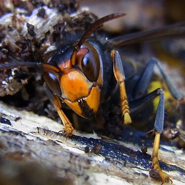 Ya no hay forma de escapar del avispón asiático en España