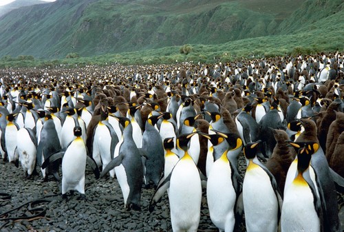 El islote australiano ocupado por dos millones de pingüinos