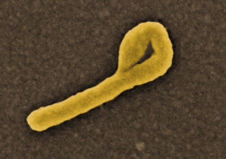 ¿Cuántos virus hay en el mundo?