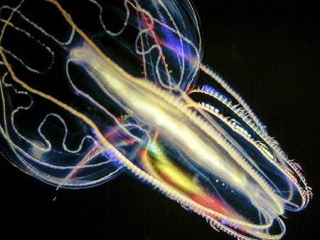 Seres alienígenas a los que les crece el cerebro