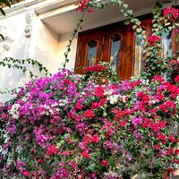 Aldi lanza mañana, miércoles, tres plantas trepadoras para balcón bonitas y económicas: con sus flores te ayudarán a transformar tus zonas de exterior sin esfuerzo
