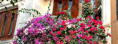 Aldi lanza mañana miércoles tres plantas trepadoras bonitas y económicas: con sus flores te ayudarán a transformar balcones y terrazas sin esfuerzo