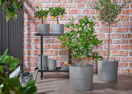 Citrus Planta Limon 0899095 Pe618666 S588