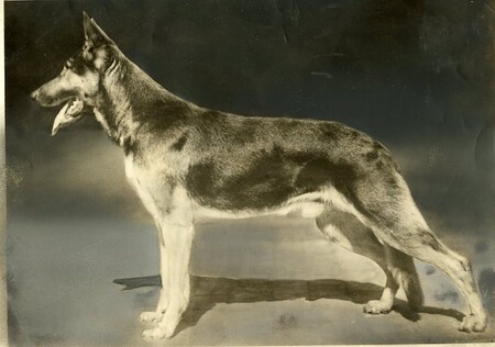 German Sheperd Ancient Actual