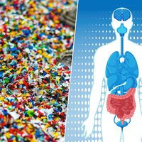 El problema ya no es que comamos microplásticos: es que cuanto más sabemos sobre su efecto en el intestino, más intimida