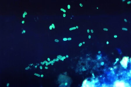 Hemos creado la primera forma de vida resistente a casi todos los virus