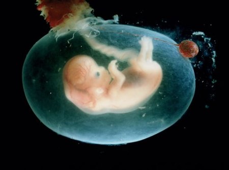 Implantan por error un embrión de otra pareja y la madre entregará al bebé