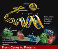 Identifican genes de la diabetes
