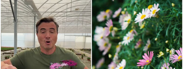 Ángel Illescas, experto en plantas: "Esta es la planta que te aguanta en la terraza de un año para otro, cómo cuidarla"
