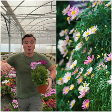 Ángel Illescas, experto en plantas: "Esta planta te dura todo el año, aguanta el frío y el calor extremo en terrazas y jardines"