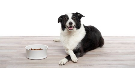 ProBowl cuantifica lo que come tu mascota y te avisa si hay excesos o problemas