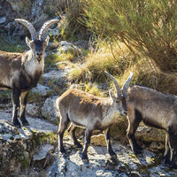 Voluntários são necessários para morar gratuitamente em um abrigo na Serra de Gredos em troca de trabalho de 24 horas semanais cuidando de animais abandonados 