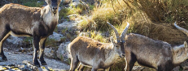 Voluntários são necessários para morar gratuitamente em um abrigo na Serra de Gredos em troca de trabalho de 24 horas semanais cuidando de animais abandonados 