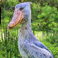 Este pájaro come crías de cocodrilos, es tan alto como un humano, y sólo sobrevive uno de cada camada porque se matan entre hermanos