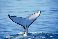 Avistaje de ballenas en República Dominicana