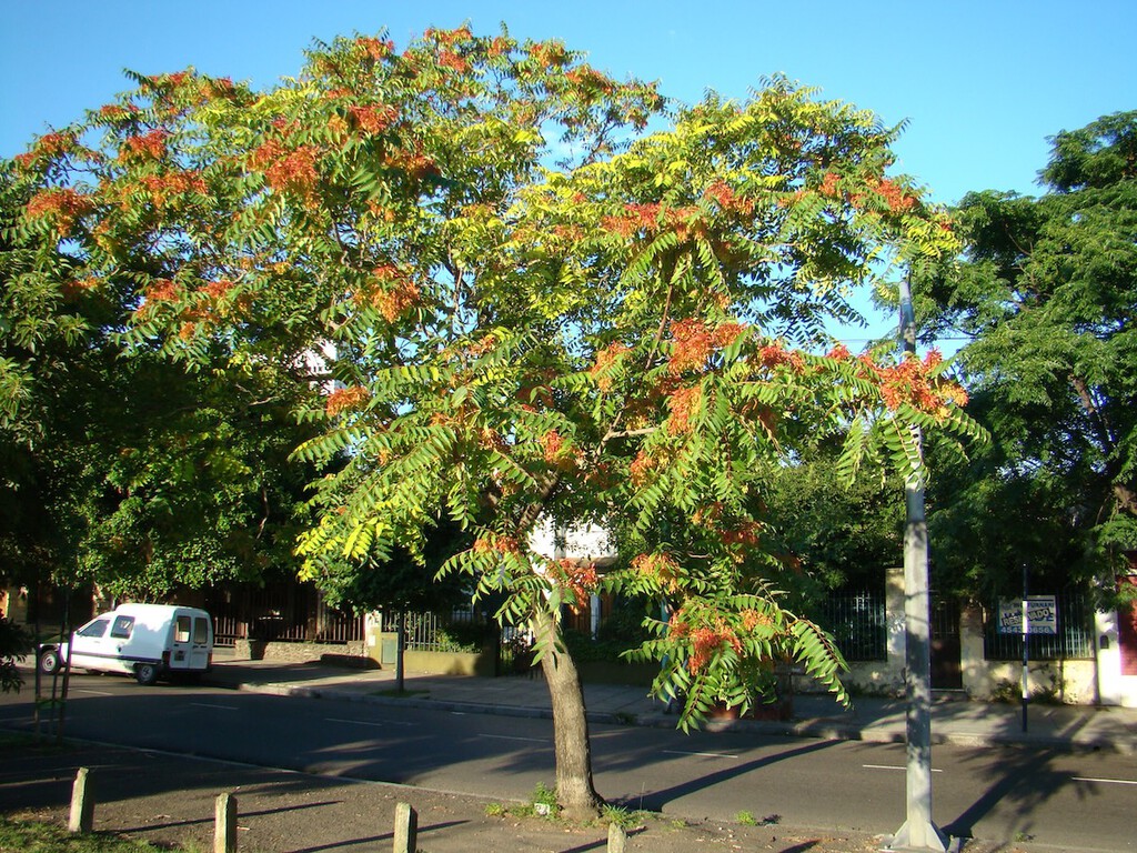 En el siglo XIX se plantaba en los parques por su belleza: hoy este árbol es uno de los que más tuberías y aceras rompe en España