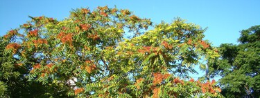 En el siglo XIX se plantaba en los parques por su belleza: hoy este árbol es uno de los que más tuberías y aceras rompe en España 