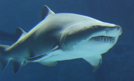 Grooveshark lanza una carta abierta a la industria: "lucharemos hasta el final"