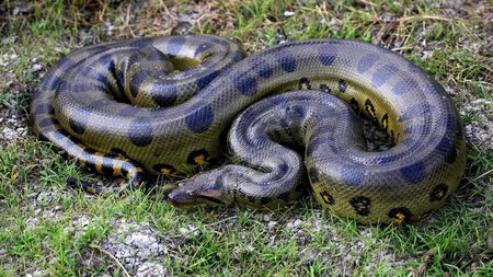 Eunectes Akayima A Sucuri Verde Do Norte