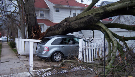 Coche dañado por un árbol caído por viento