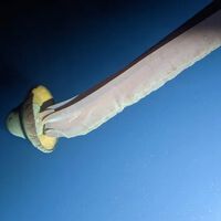 Cientistas registram criatura gigante que vive nas profundezas do oceano, tem braços de 10 metros e é raríssima na natureza  