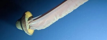 Cientistas registram criatura gigante que vive nas profundezas do oceano, tem braços de 10 metros e é raríssima na natureza  
