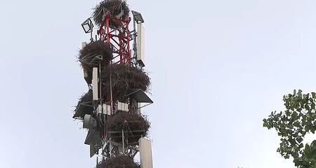 Nidos Ciguenas Telemadrid
