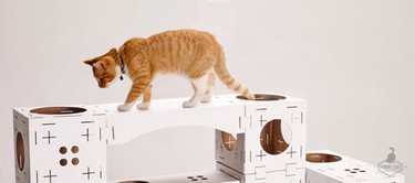 Construye tú mismo una casa de juegos para tu gato con Poopy Cat