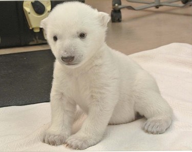 Cosas tontas que te alegran el día: elegir el nombre de un osito polar 