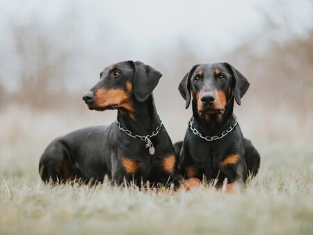 Perros Peligrosos Mascotas 1