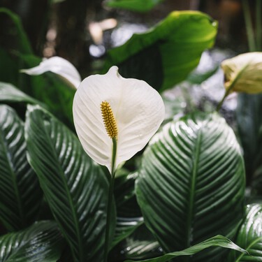 Qué hacer para revivir un lirio de la paz mustio o sin flores