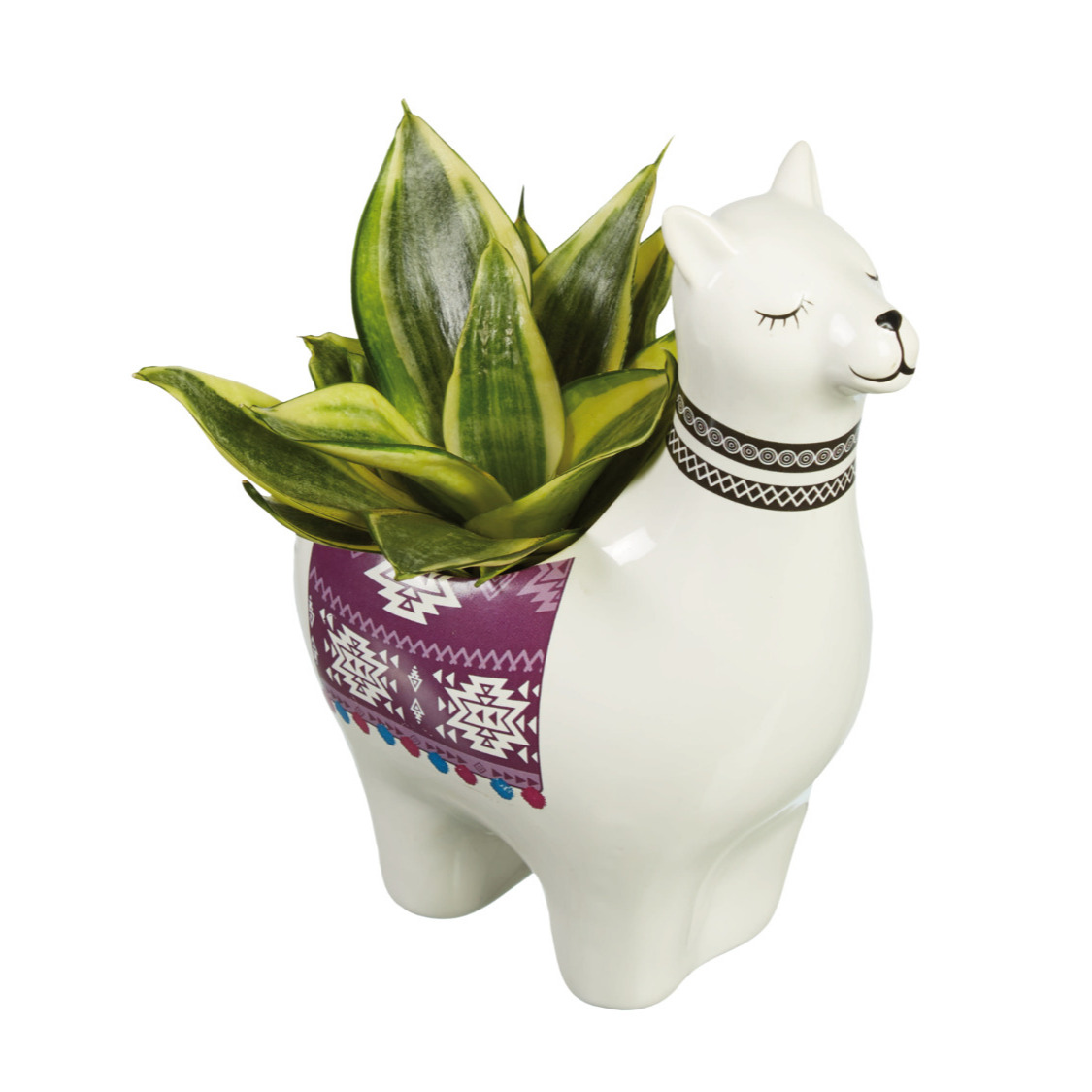 Suculenta con maceta de alpacca